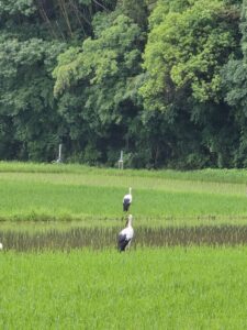 コウノトリ_西岡農園